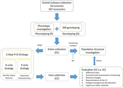 Genetic profiles and phenotypic patterns in Taiwanese Phalaenopsis orchids: a two-step phenotype and genotype strategy using modified genetic distance algorithms